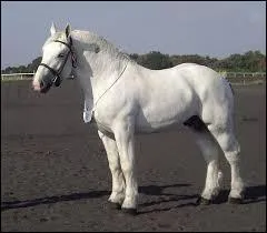 Quelle est cette race ?