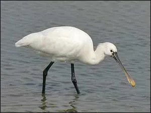 Quel est cet oiseau ?