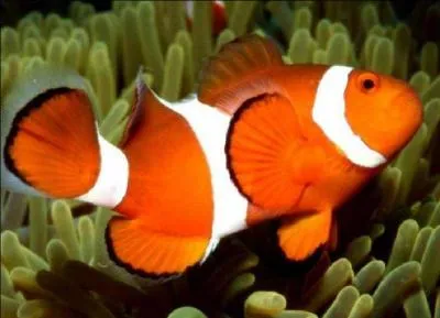 Le but de la  cuillre  utilise par le pcheur est...