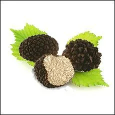 Comment s'appellent les truffes d't ?