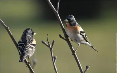 Le chant du pinson et tout aussi joli que son plumage. Que fait-il ?
