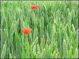 Qui est l'auteur du roman  Le bl en herbe  ?