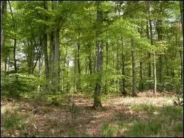 Qu'est-ce qu'une futaie ?