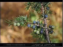 Quel alcool tire sa saveur des graines et des baies du genvrier ?