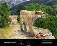 Ce flin, qui avait galement des dents en forme de sabre, tait un terrible carnassier vivant en Europe et en Chine.