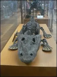 Cet norme amphibien avait un crne trs plat, long de 1, 25 m et perc de grandes orbites.