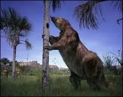 Ce paresseux gant de 6 m de haut se dressait sur ses pattes arrires pour manger les feuilles des arbres. Sa disparition serait rcente, datant de la fin de l'ge glaciaire, il y a 11 000 ans.