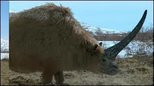 Ce rhinocros de 5 m de long tait aussi gros qu'un lphant actuel. Sa taille imposante et sa corne de 2 m dcourageaient les prdateurs.