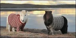 Quelles robes, beaucoup de cavaliers ne savent-il pas diffrencier ?