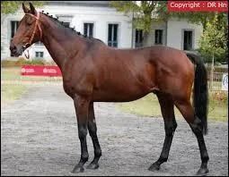 Quelle est la robe de ce poney ?