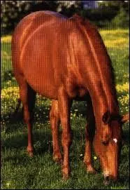 Quelle est la robe de ce poney ?