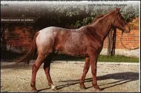 Quelle est la robe de ce poney ?