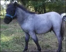 Quelle est la particularit de ce poney ?