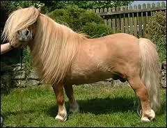 Quelle est la robe de ce poney ?