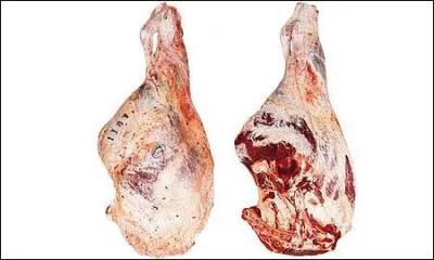 Ce sont des cuisses d'/de :