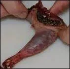 Ce sont des cuisses de :