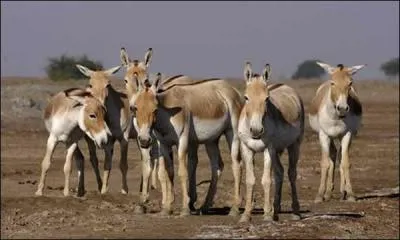Ces animaux sont des onagres. Vrai ou faux ?