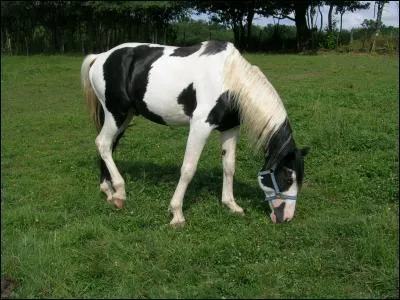 Quelle est la robe de ce cheval ?