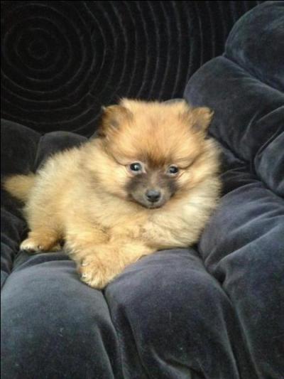 Comment s'appelle leur boule de poils ?