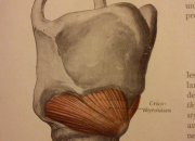 Quiz Anatomie du larynx