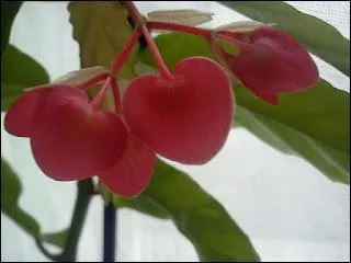 Quel autre nom porte le bégonia bambou dont les fleurs sont en forme de cur ?