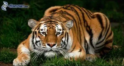 Quels noms peut-il porter ?