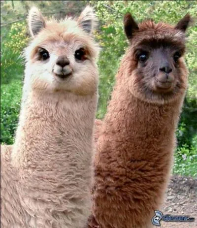 O peut-on voir cet animal ?