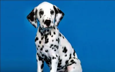 Quels noms peuvent lui correspondre ?