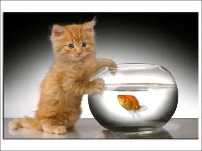 Dans quel dessin anim retrouve-t-on ce duo ?