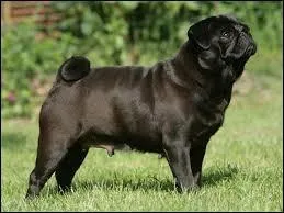 Quelle est la race de ce chien ?