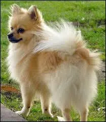 De quelle race est ce chien ?