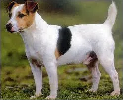 Quelle est la race de ce chien ?