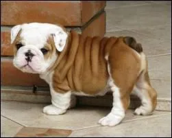 Quelle est la race de ce chien ?