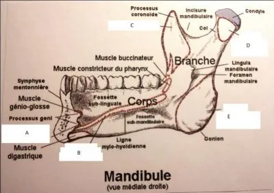  quel muscle correspond la lettre D ?