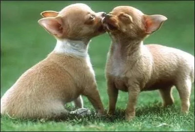 Quelle fête a lieu de 14 février pour fêter les amoureux ?