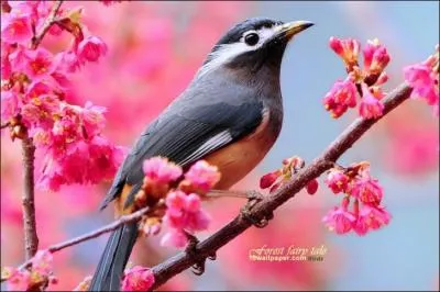Les oiseaux sont-ils apparus avant ou aprs les fleurs ?