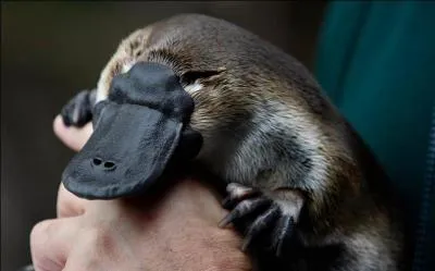 L'ornithorynque est un mammifre, mais quelle est sa particularit ?