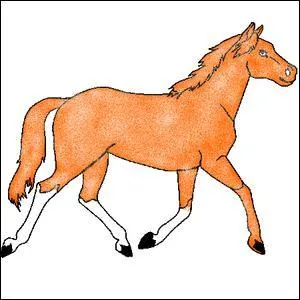 Quelle est la couleur de ce cheval ?