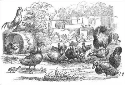 Qui a crit le conte  Le Vilain Petit Canard  ?