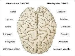 Quel pourcentage de notre cerveau utilisons-nous ?