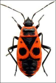 Sauf votre respect, connaissez-vous les proprits d'un  pousse-cul  ?