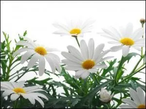 Il vous arrive parfois d'tre un peu  ploc , avouez-le !