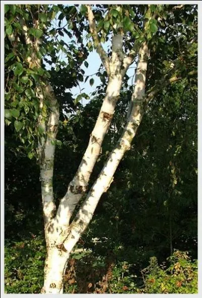 Ses fleurs sont des chatons ! Reposez-vous contre son tronc et oubliez le travail !