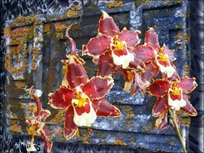 Les orchidées ne sont pas des parasites car elles ne pénètrent pas leurs supports ; elles sont --------.