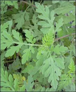 L'herbe à poux ou ambroisie est / a :
