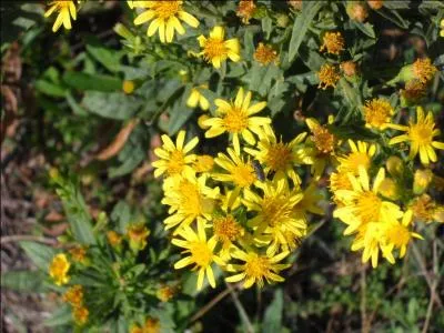 On dit que l'inule -------- calmerait les rhumatismes.