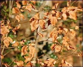 Le hêtre a un feuillage :