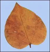 Cette feuille de gainier du Canada, normalement vert vif, mais jaune clair en hiver, a un limbe dont la base est :