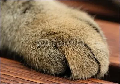 A quel animal cette patte dlicate et douce appartient-elle ?