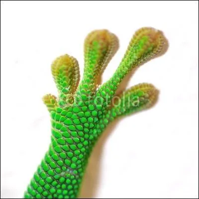 A quel animal cette patte rugueuse appartient-elle ?